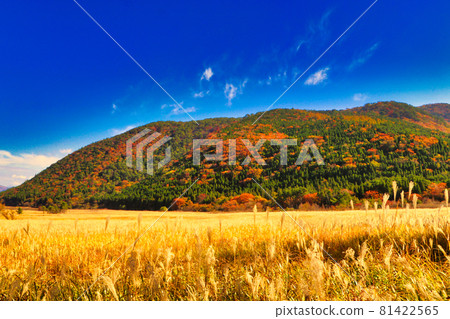 Tadewara Wetland Nature Research Road Autumn Kuju Mountain Range and Miscanthus sinensis Tadewara Wetland Nature Research Road Autumn Kuju Mountain Range and Miscanthus sinensis 81422565