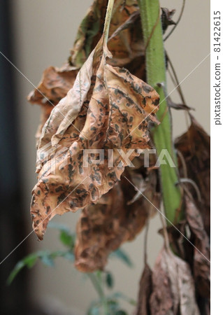 自然/植物/枯葉 81422615