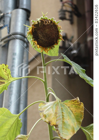 自然/植物/枯萎的花朵 81422616
