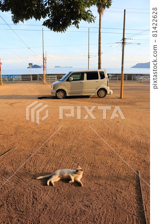 Setouchi Island Cat 81422628