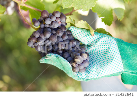Vineyard Vineyard 81422641