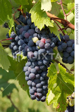 Vineyard Vineyard 81422668