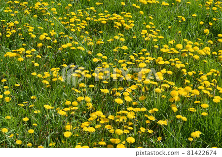 Summer dandelions at sunny day. 81422674