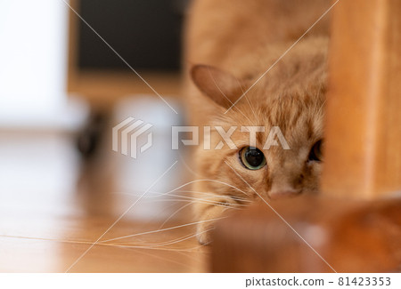 Hunter tea tabby cat 81423353