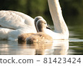 Family of swans on the lake during sunset 81423424