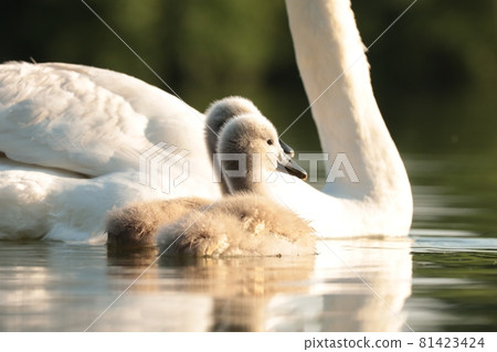Family of swans on the lake during sunset Family of swans on the lake during sunset 81423424