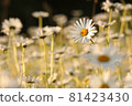 Daisy on a spring meadow at sunrise 81423430