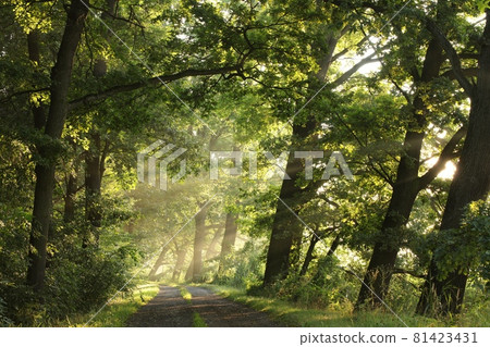 Country road on the lake shore on a sunny, foggy morning Country road on the lake shore on a sunny, foggy morning 81423431