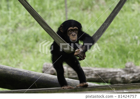A chimpanzee kid looking around with his elbows on his belt against a green background 81424757