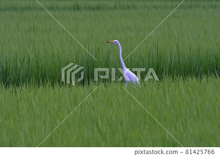 在稻田裡的白崎 81425766