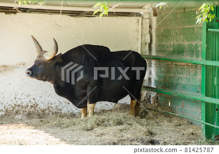 Bull Guyale. Guyale, or gaur, is the largest representative of bulls 81425787