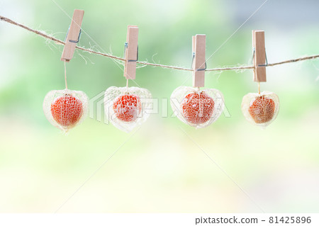 鏤空酸漿掛著木夾。清新的花環風格。 81425896