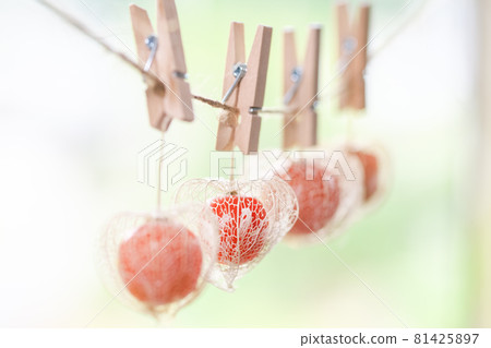 鏤空酸漿掛著木夾。清新的花環風格。 81425897