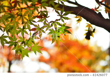 Autumn blue maple at Joshinji Temple in Setagaya-ku, Tokyo 81426077