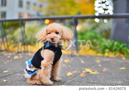 神奈川縣橫濱市日本大通街上的銀杏樹和小狗 81426078