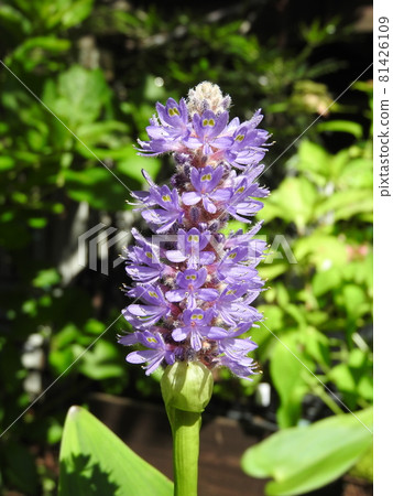 Flowers of the aquatic plant "Pontederia" of the Pontederiaceae family 81426109