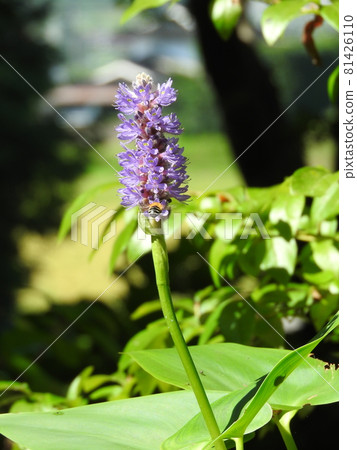 Pontederiaceae科水生植物“Pontederia”的花 Pontederiaceae科水生植物“Pontederia”的花 81426110