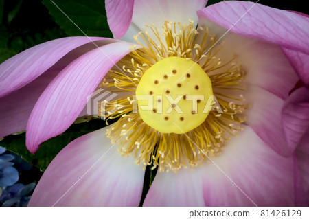 蓮花 蓮花 81426129