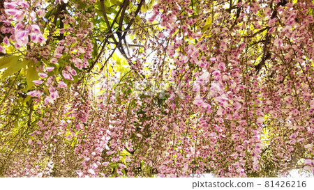 尾道千光寺垂枝櫻花,陽光 尾道千光寺垂枝櫻花,陽光 81426216