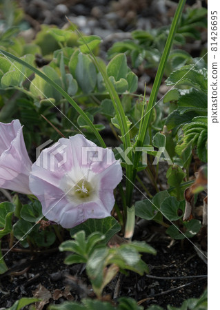 可愛的旋花 81426695