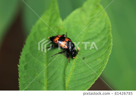 Carrion beetle 81426785