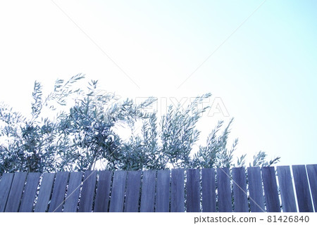 Backlit olive tree seen from a wooden fence Backlit olive tree seen from a wooden fence 81426840