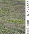 Meadow 81426855