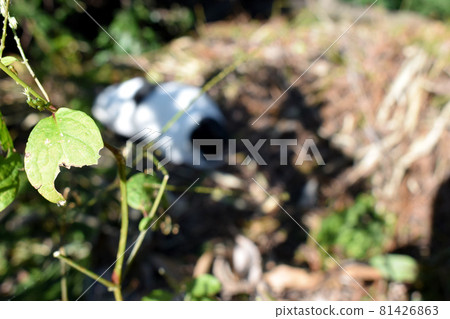 Buchineko reflected in the missing leaves 81426863