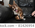 Dog and remote control channel 81426954