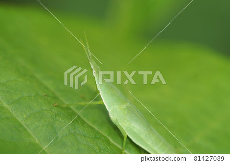 Atractomorpha lata in a black bean field summer 81427089