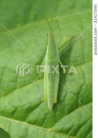 Atractomorpha lata in a black bean field summer 81427090