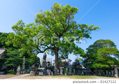 Kozai-ji is the 19th oldest temple in Shikoku's special 20th sacred place (Takamatsu City, Kagawa Prefecture) Kozai-ji is the 19th oldest temple in Shikoku's special 20th sacred place (Takamatsu City, Kagawa Prefecture) 81427122