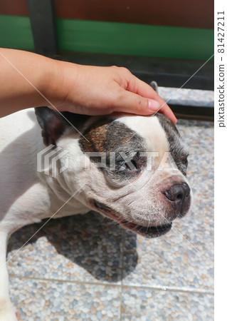 groping a dog, sleepy French bulldog or French bulldog groping a dog, sleepy French bulldog or French bulldog 81427211