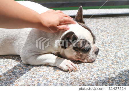 groping a dog, sleepy French bulldog or French bulldog 81427214