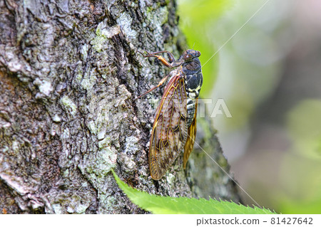 Cicadas 81427642