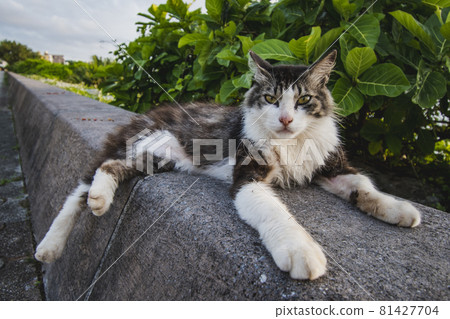 A cat on the beach A cat on the beach 81427704