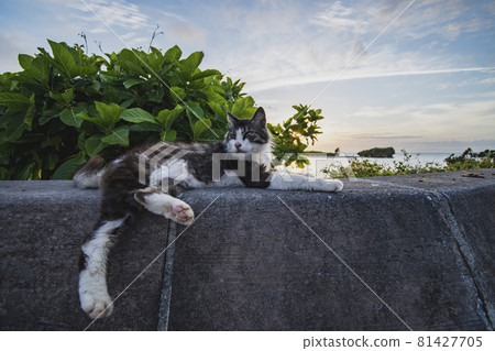 A cat on the beach 81427705
