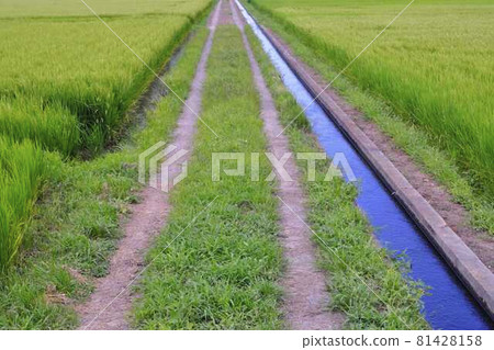 Road in rice field Road in rice field 81428158