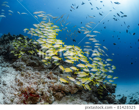 Yosujifuedai 81428325