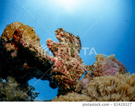 Flying frog Flying frog 81428327