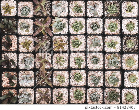 Top view angle of various small cactus in little pots Top view angle of various small cactus in little pots 81428405