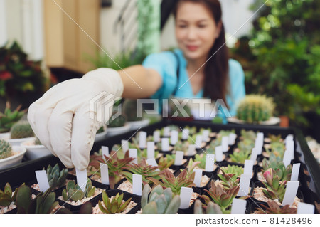 Femal agriculturist sitting among small plant and adding name tag on mini cactus in small pot for classify various kinds of family and species or price Femal agriculturist sitting among small plant and adding name tag on mini cactus in small pot for classify various kinds of family and species or price 81428496