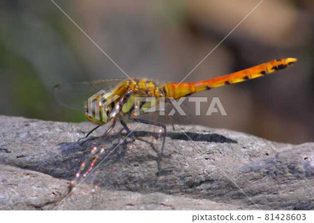 Dragonfly Dragonfly 81428603
