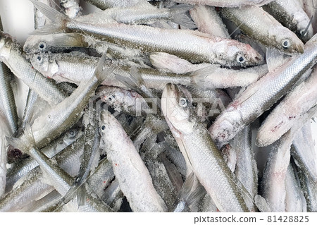 Deep frozen raw smelt fishes a lot, noisy background and selective focus. Fresh European smelt fishes. Top view, closeup. Osmerus eperlanus. 81428825