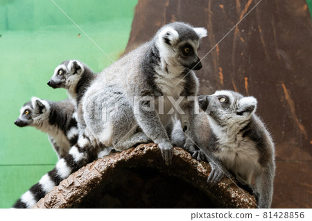 Wolverine lemur 1 Wolverine lemur 1 81428856