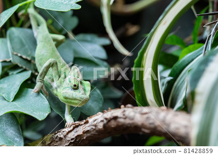 Veiled chameleon 1 Veiled chameleon 1 81428859