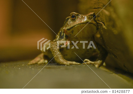 A frog that appeared after sunset when invited by the lights of the house 81428877