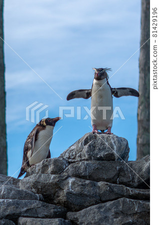 Penguins stretching their wings on a rock 81429196