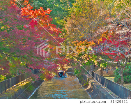 紅葉下悄悄向東山前進的“琵琶湖水仙” 81429521