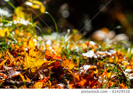 黃色的秋天落葉 黃色的秋天落葉 81429538